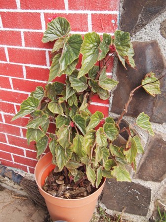 [Foto de planta, jardin, jardineria]