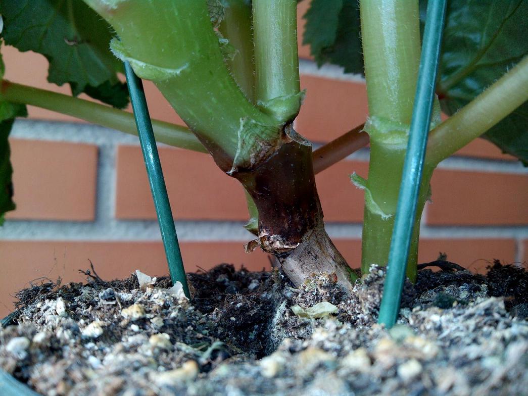 [Foto de planta, jardin, jardineria]