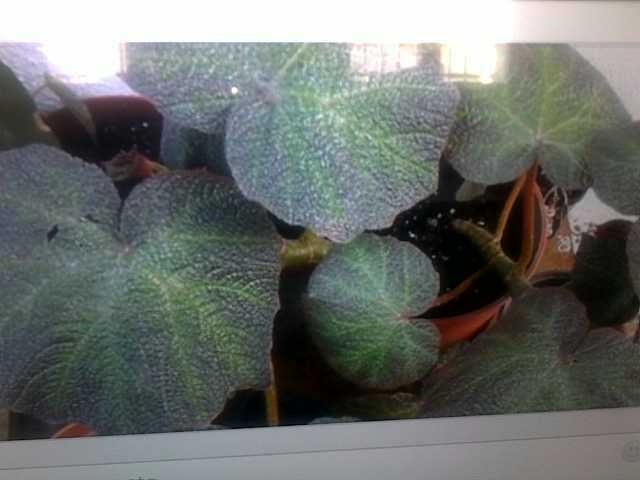 Compra y venta de begonias. Dónde comprar begonias