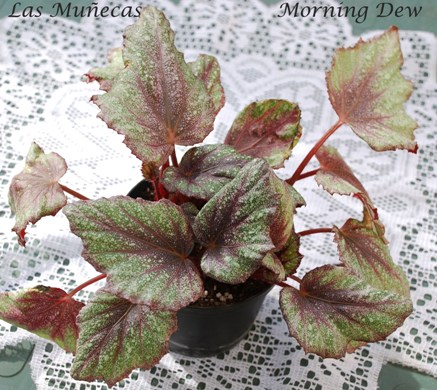 Compra y venta de begonias. Dónde comprar begonias