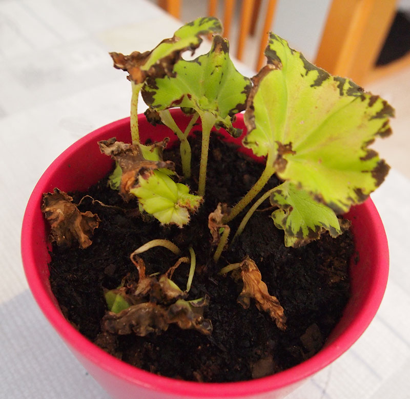 [Foto de planta, jardin, jardineria]