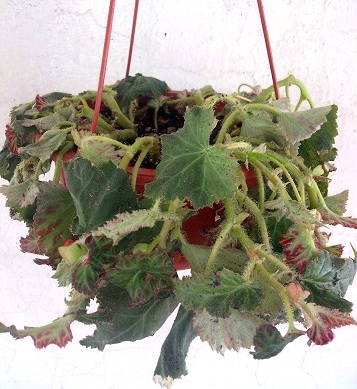 [Foto de planta, jardin, jardineria]