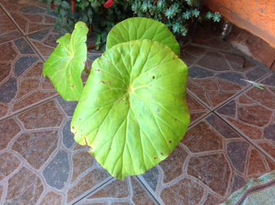 [Foto de planta, jardin, jardineria]