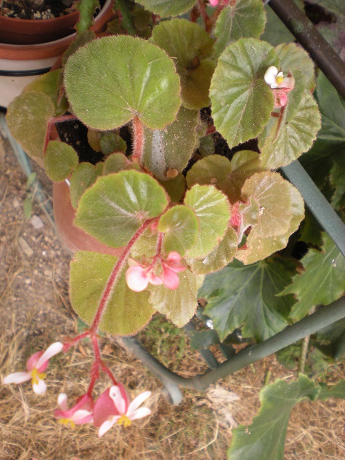 [Foto de planta, jardin, jardineria]