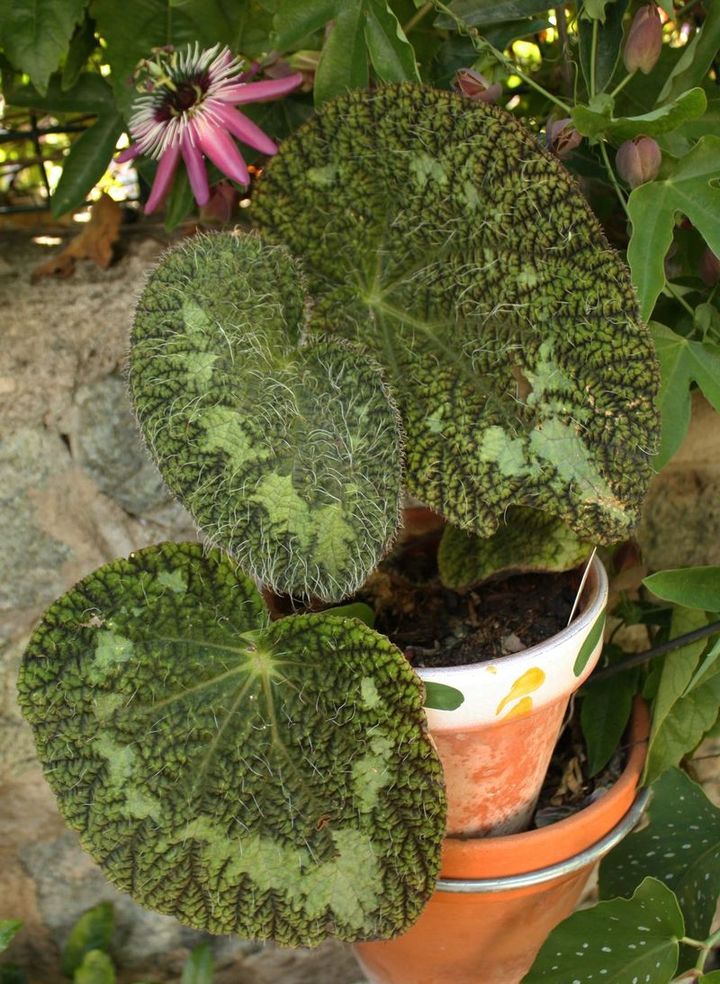 [Foto de planta, jardin, jardineria]