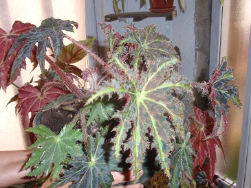[Foto de planta, jardin, jardineria]