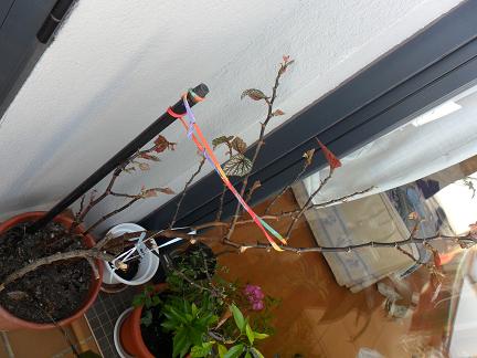 [Foto de planta, jardin, jardineria]