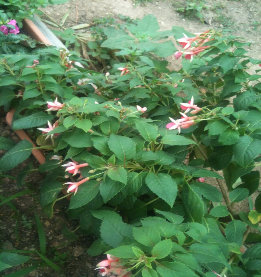 [Foto de planta, jardin, jardineria]