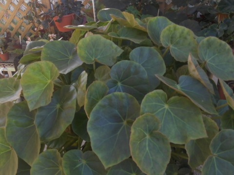 [Foto de planta, jardin, jardineria]