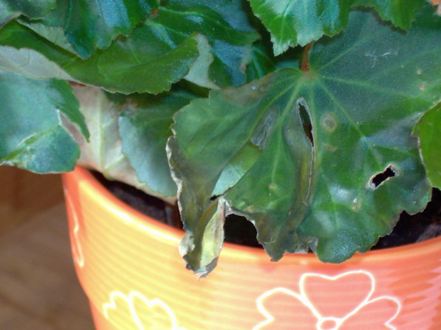 [Foto de planta, jardin, jardineria]
