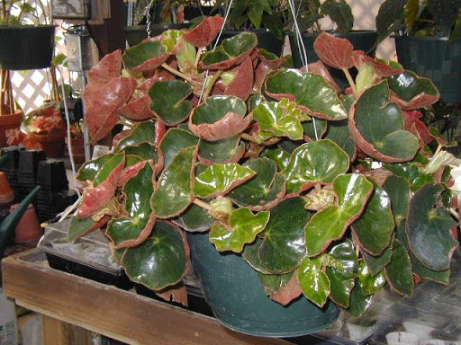 [Foto de planta, jardin, jardineria]