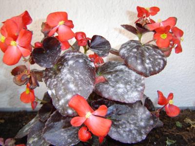 [Foto de planta, jardin, jardineria]