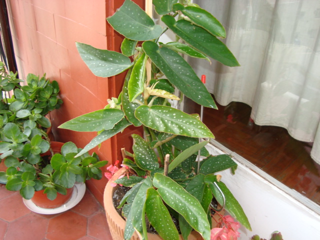 [Foto de planta, jardin, jardineria]