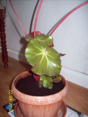 [Foto de planta, jardin, jardineria]