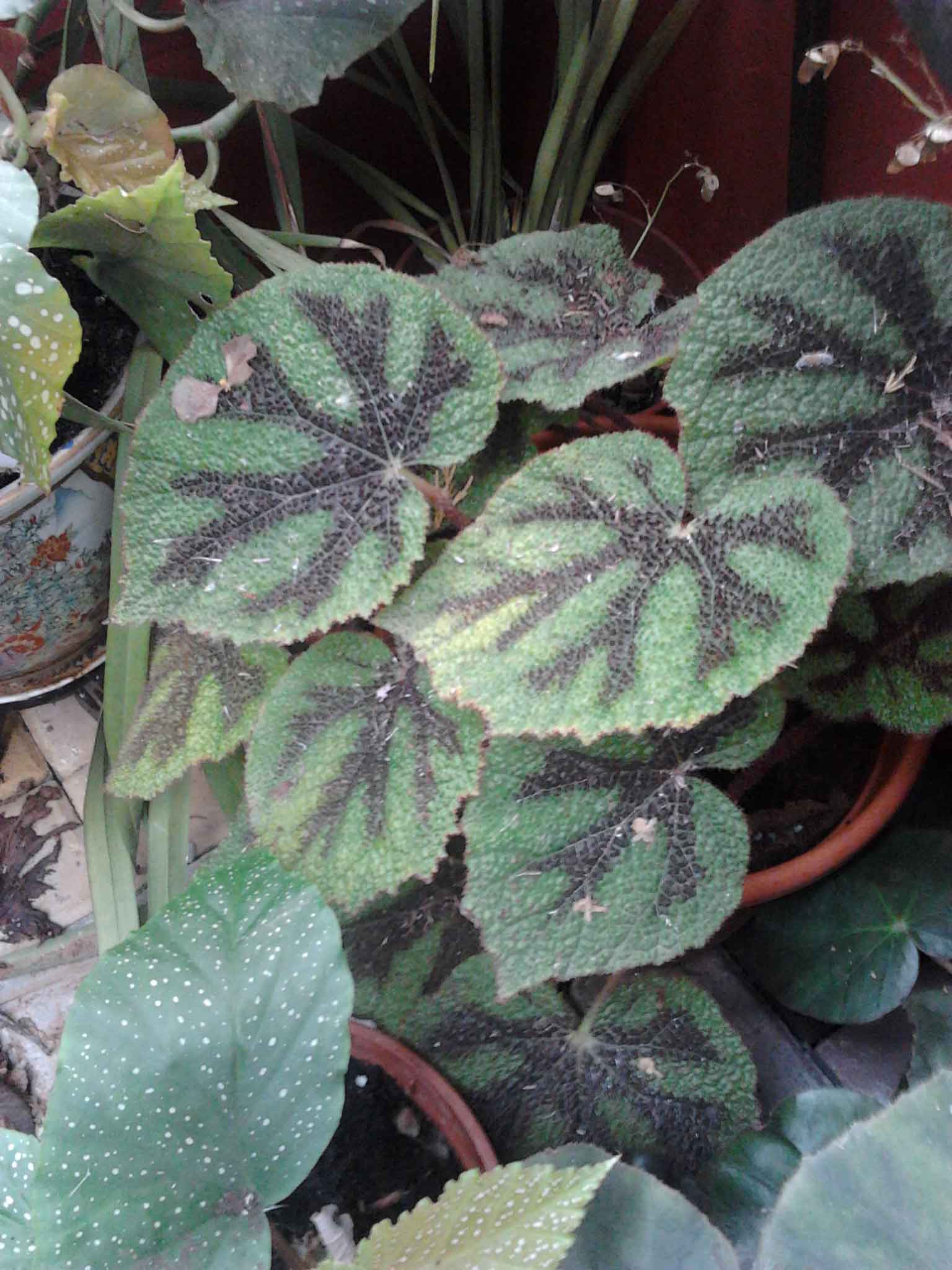 Varios temas sobre begonias