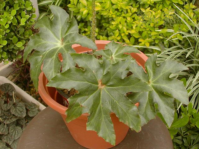 [Foto de planta, jardin, jardineria]