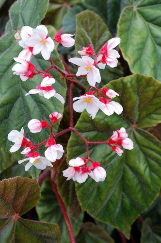 Varios temas sobre begonias