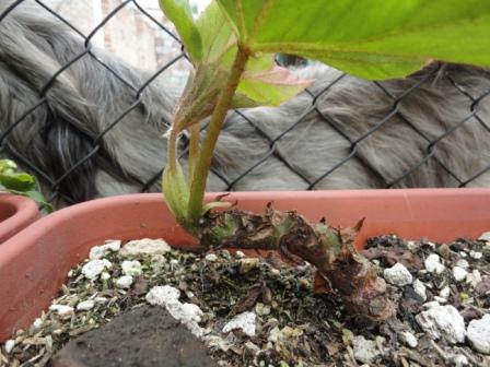 [Foto de planta, jardin, jardineria]