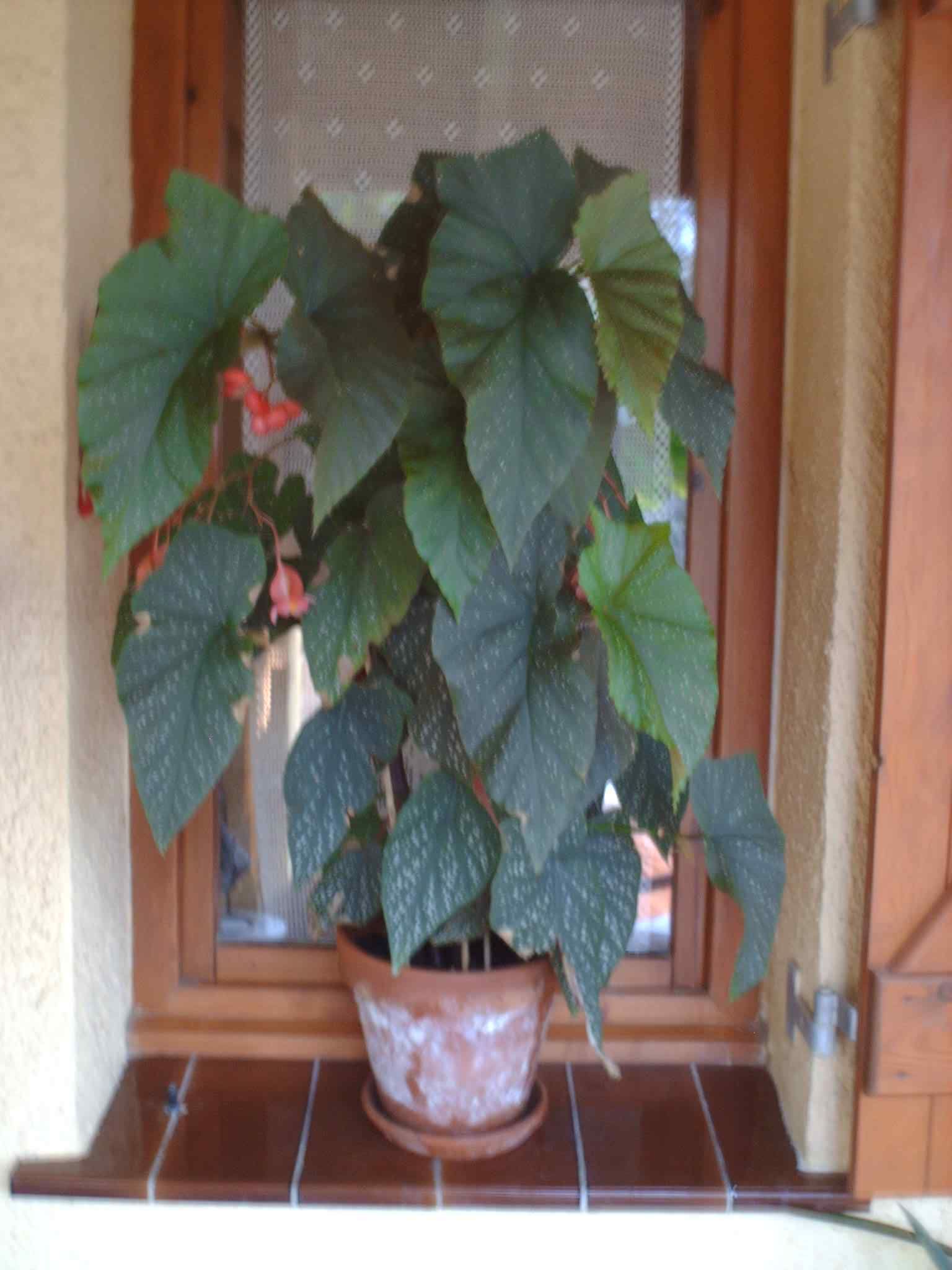 [Foto de planta, jardin, jardineria]
