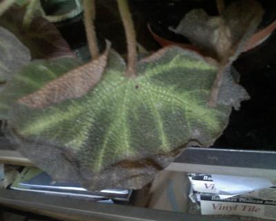 [Foto de planta, jardin, jardineria]