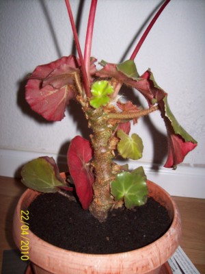 [Foto de planta, jardin, jardineria]