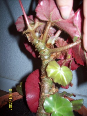 [Foto de planta, jardin, jardineria]