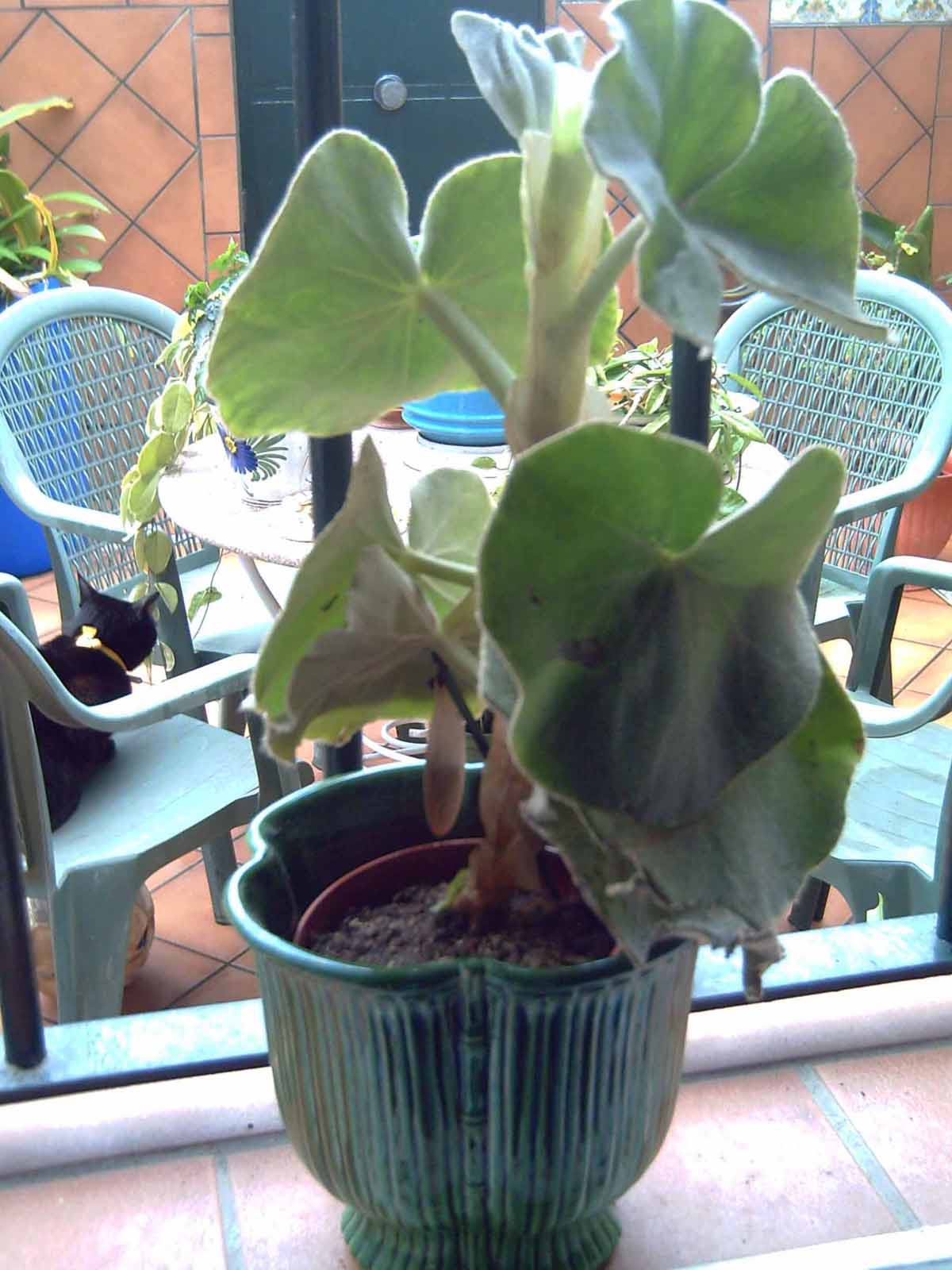 [Foto de planta, jardin, jardineria]