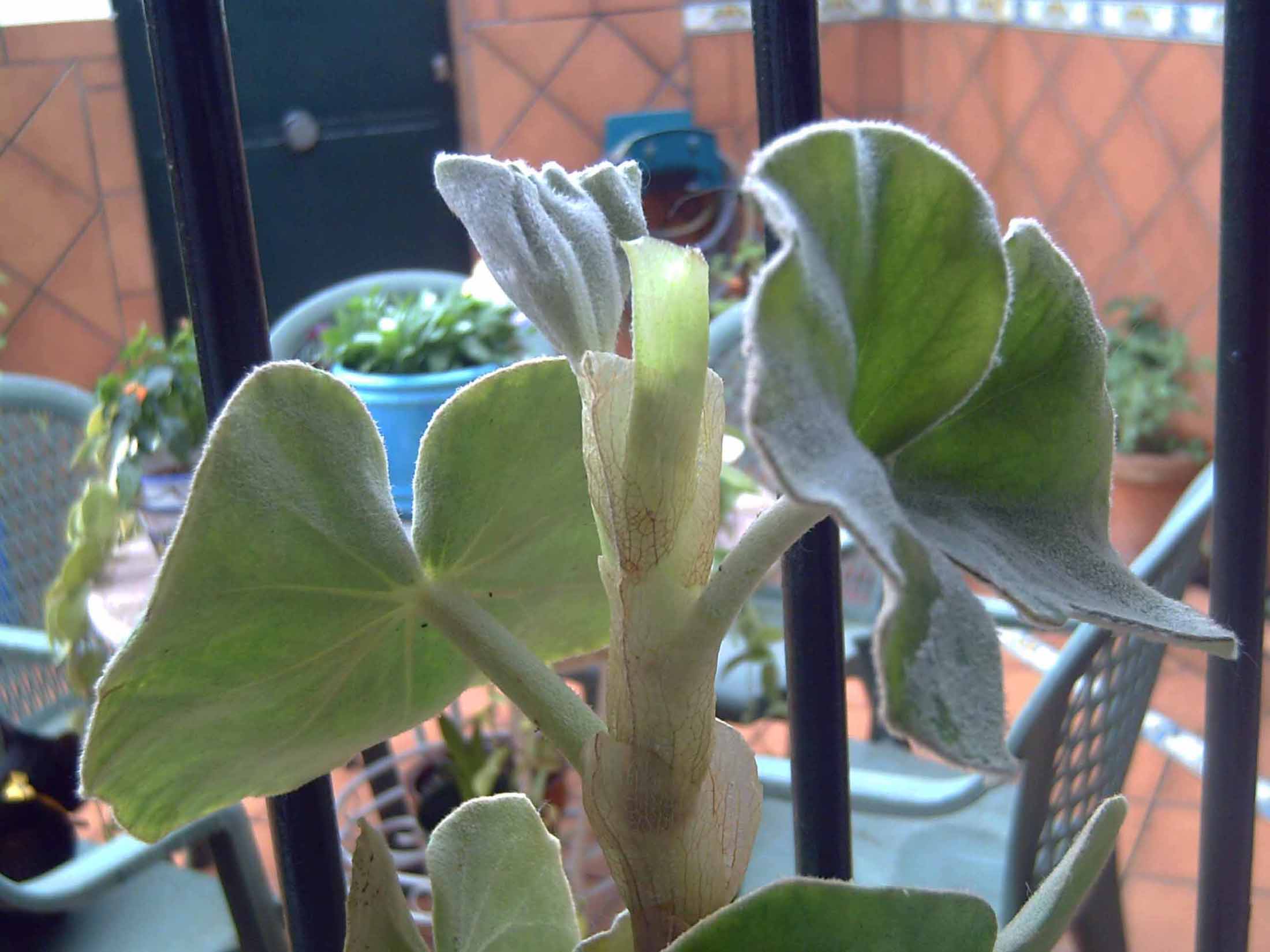 [Foto de planta, jardin, jardineria]