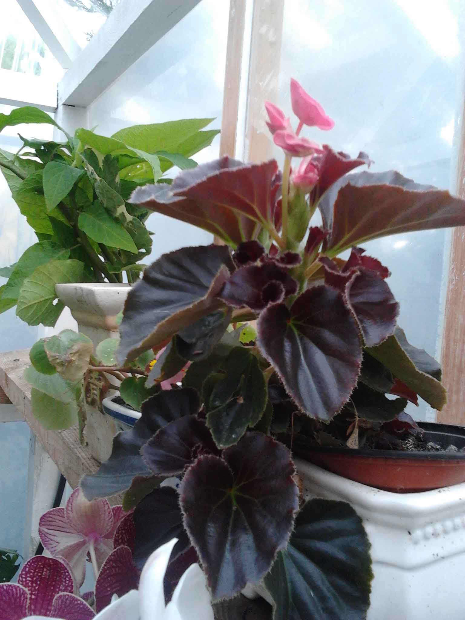 [Foto de planta, jardin, jardineria]