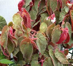 Varias especies y variedades de begonias