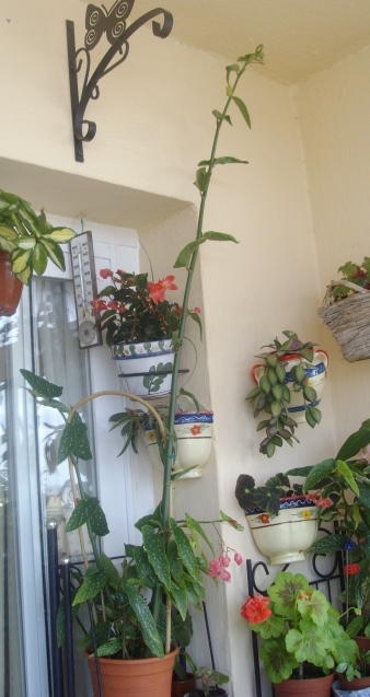[Foto de planta, jardin, jardineria]