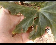 [Foto de planta, jardin, jardineria]
