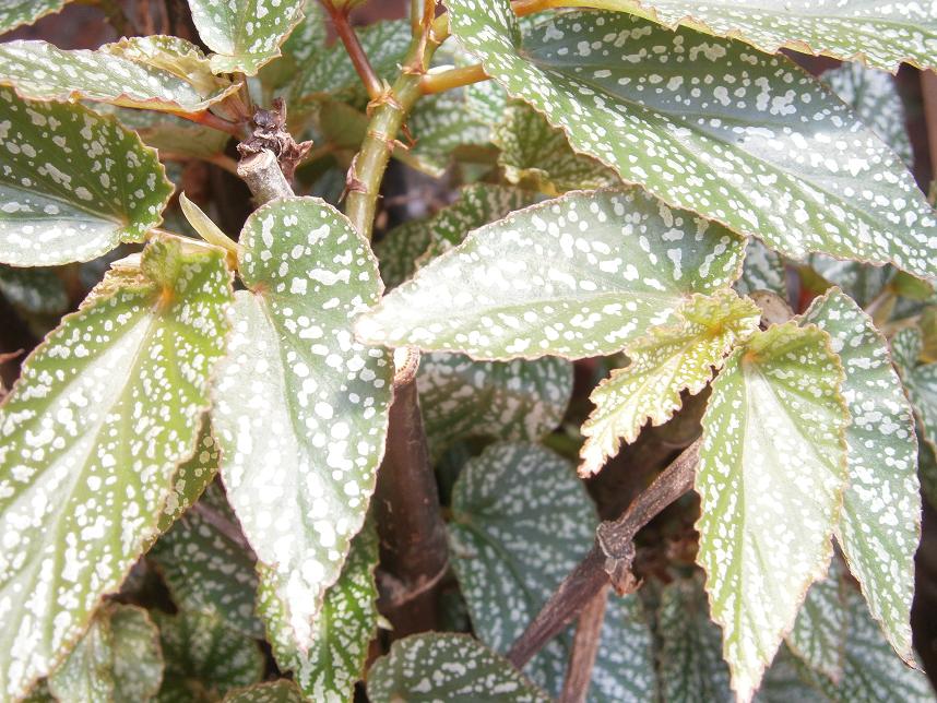 [Foto de planta, jardin, jardineria]