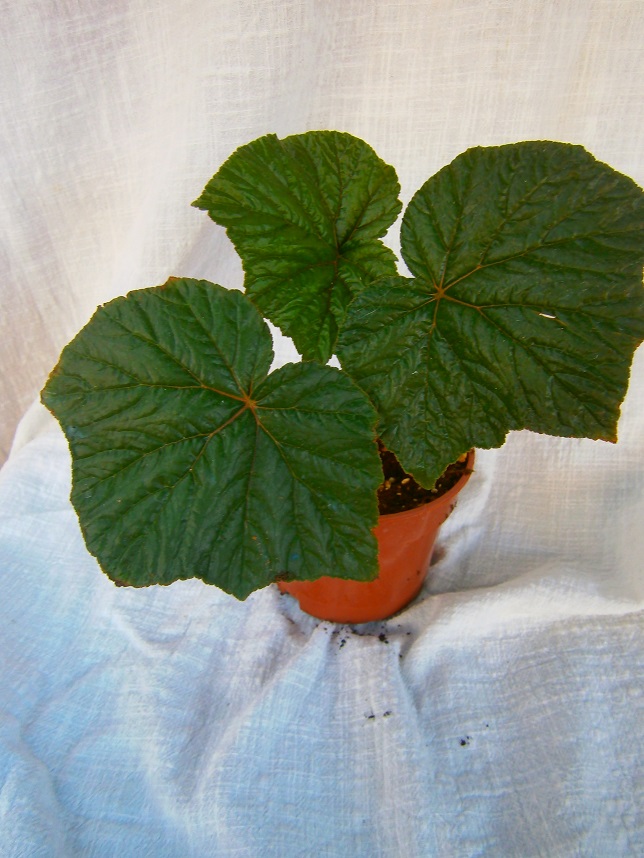 [Foto de planta, jardin, jardineria]