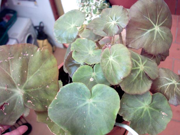 [Foto de planta, jardin, jardineria]
