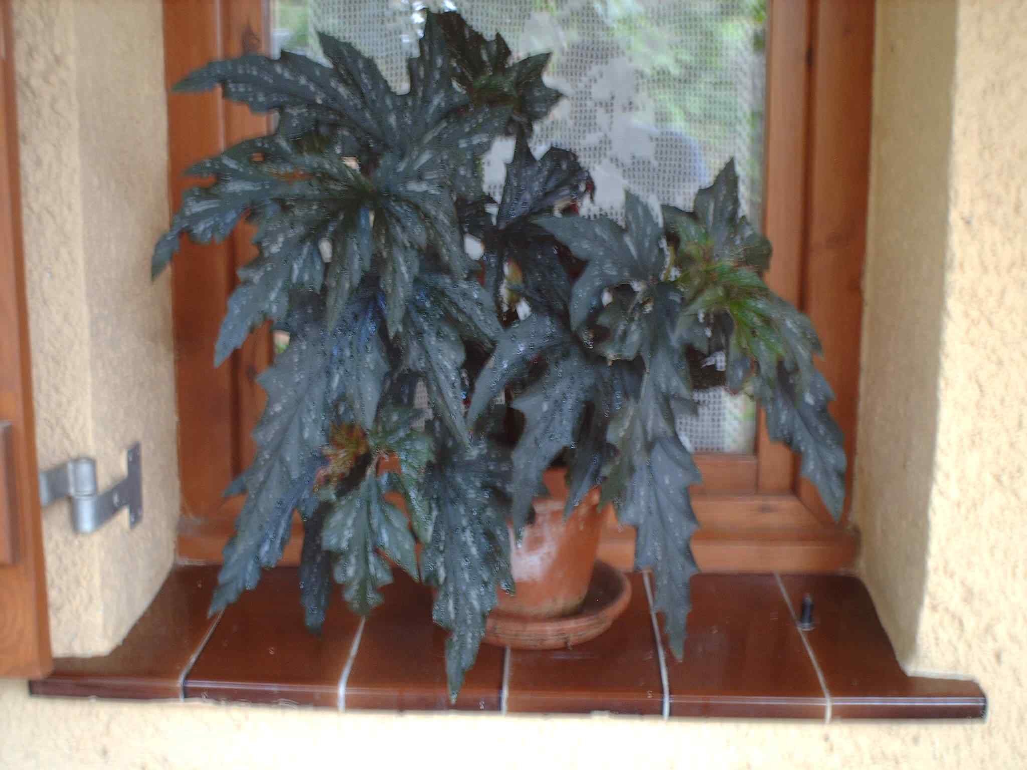 [Foto de planta, jardin, jardineria]