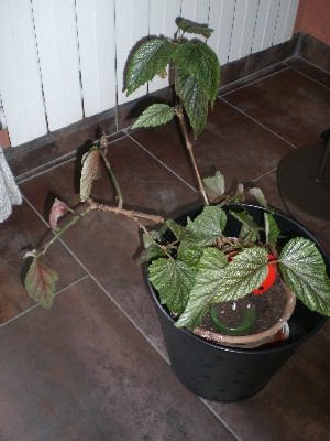 [Foto de planta, jardin, jardineria]