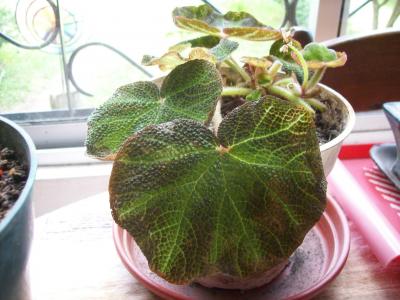 [Foto de planta, jardin, jardineria]