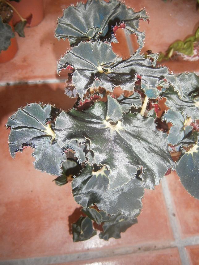 [Foto de planta, jardin, jardineria]