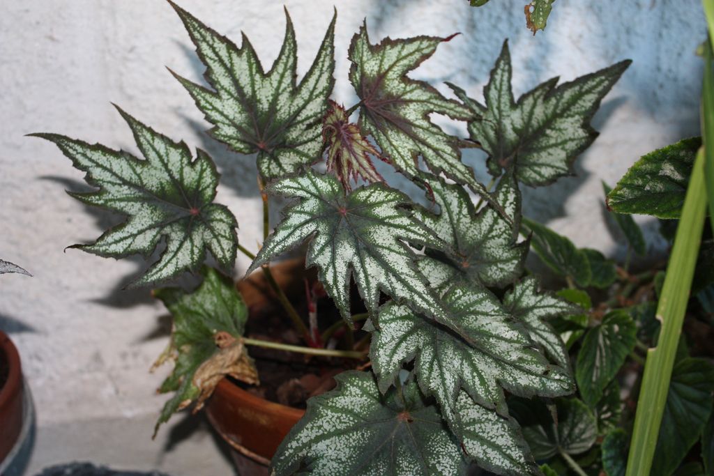 [Foto de planta, jardin, jardineria]