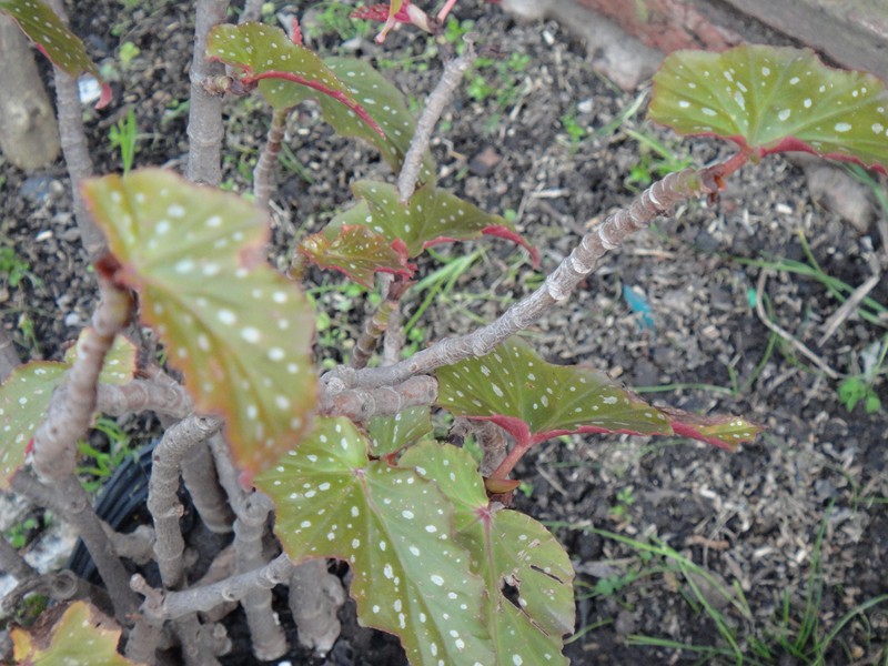 [Foto de planta, jardin, jardineria]