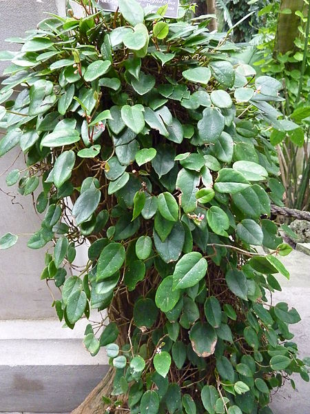 [Foto de planta, jardin, jardineria]