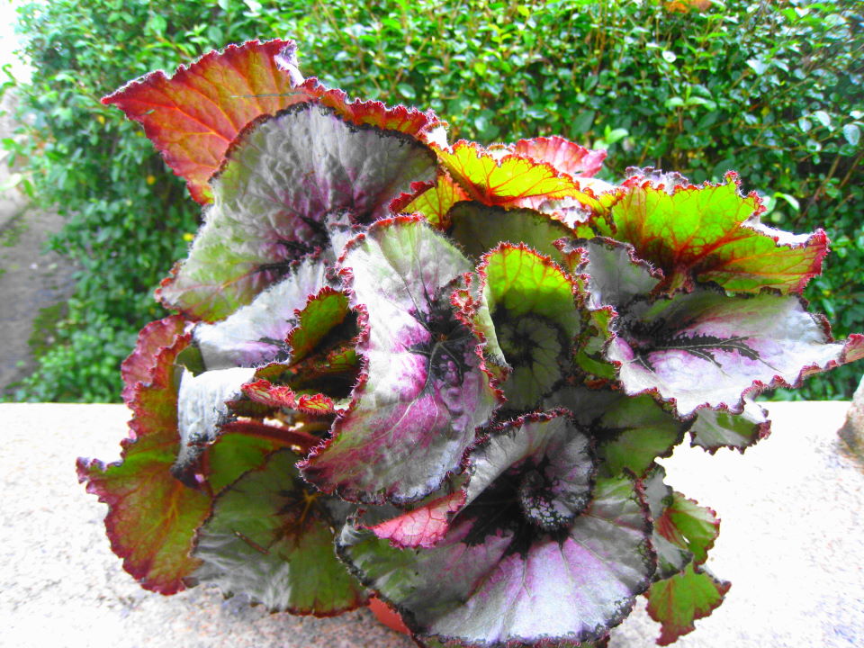 Begonia rex