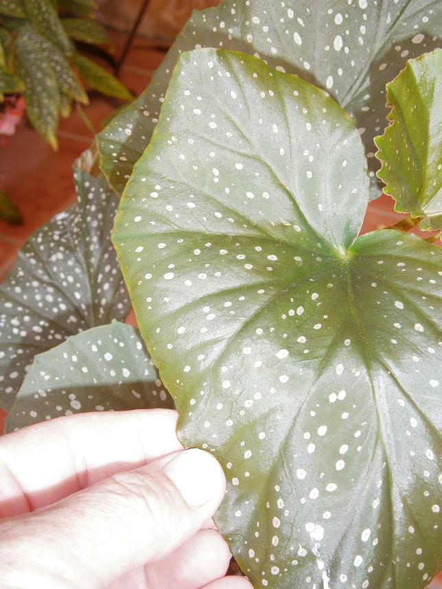 [Foto de planta, jardin, jardineria]