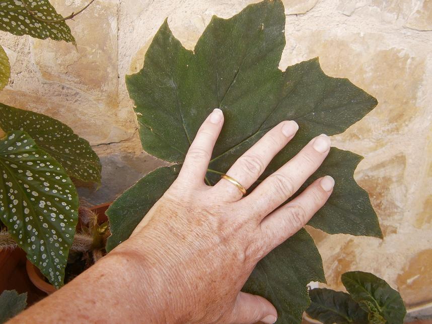 [Foto de planta, jardin, jardineria]