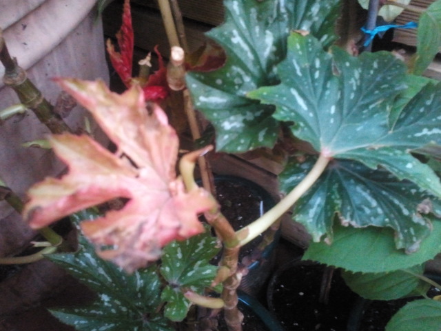 [Foto de planta, jardin, jardineria]