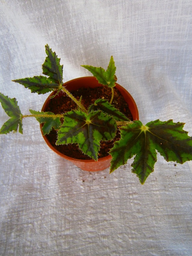 [Foto de planta, jardin, jardineria]