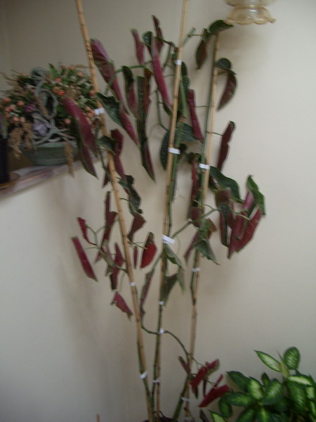 [Foto de planta, jardin, jardineria]