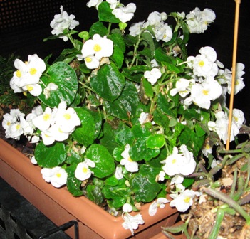 Begonia semperflorens