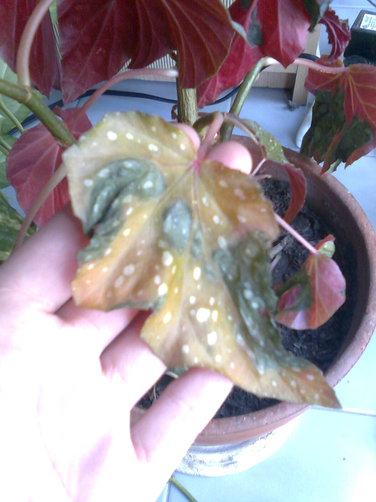 [Foto de planta, jardin, jardineria]